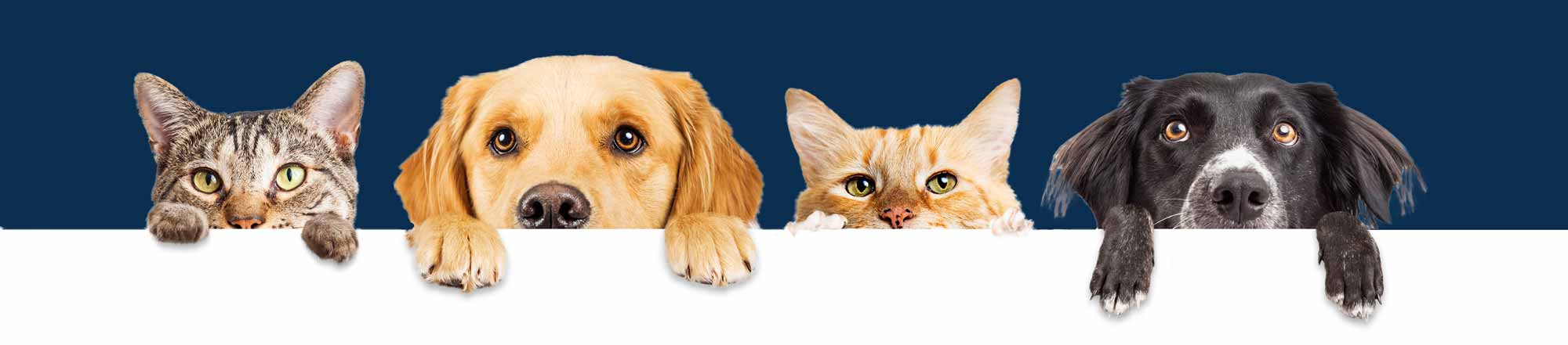 AnimalCutouts-#0b2e4f_2000x441 veterinary practice | Mineral Ridge, OH